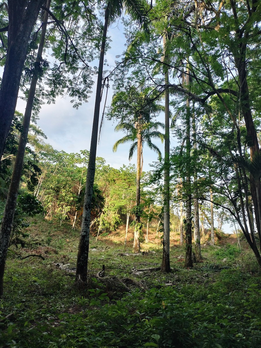 null - ML657363247