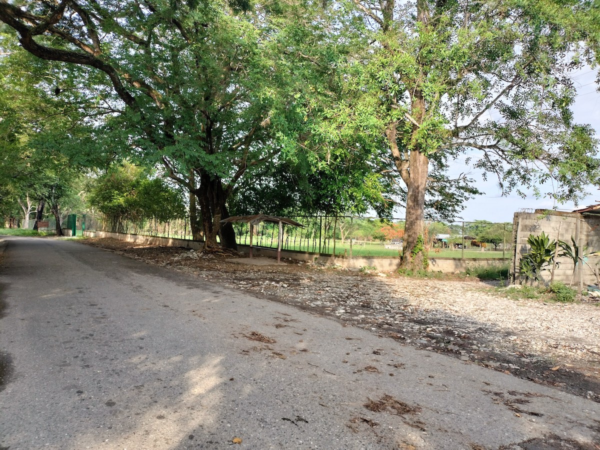 null - ML657363254