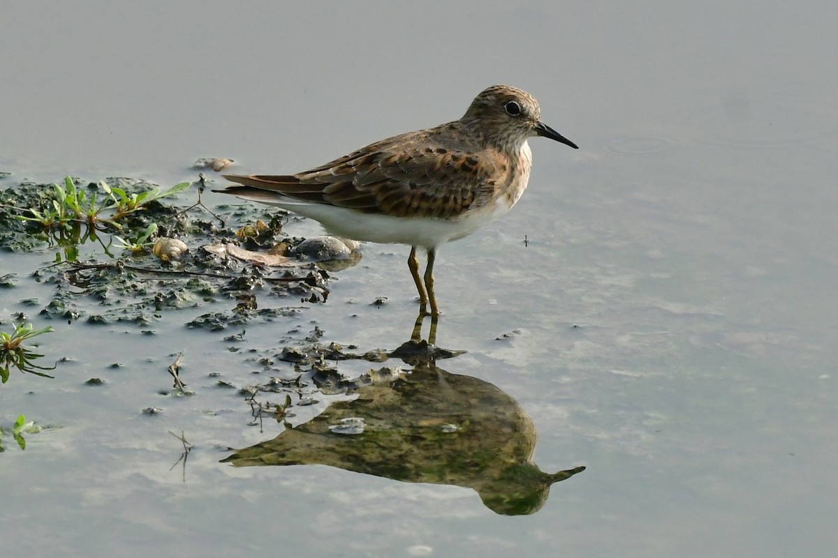 Temminck's Stint - ML657364113