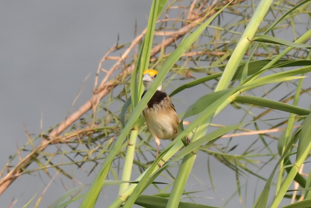 Black-breasted Weaver - ML657364127