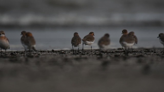 Tibetan Sand-Plover - ML657364425