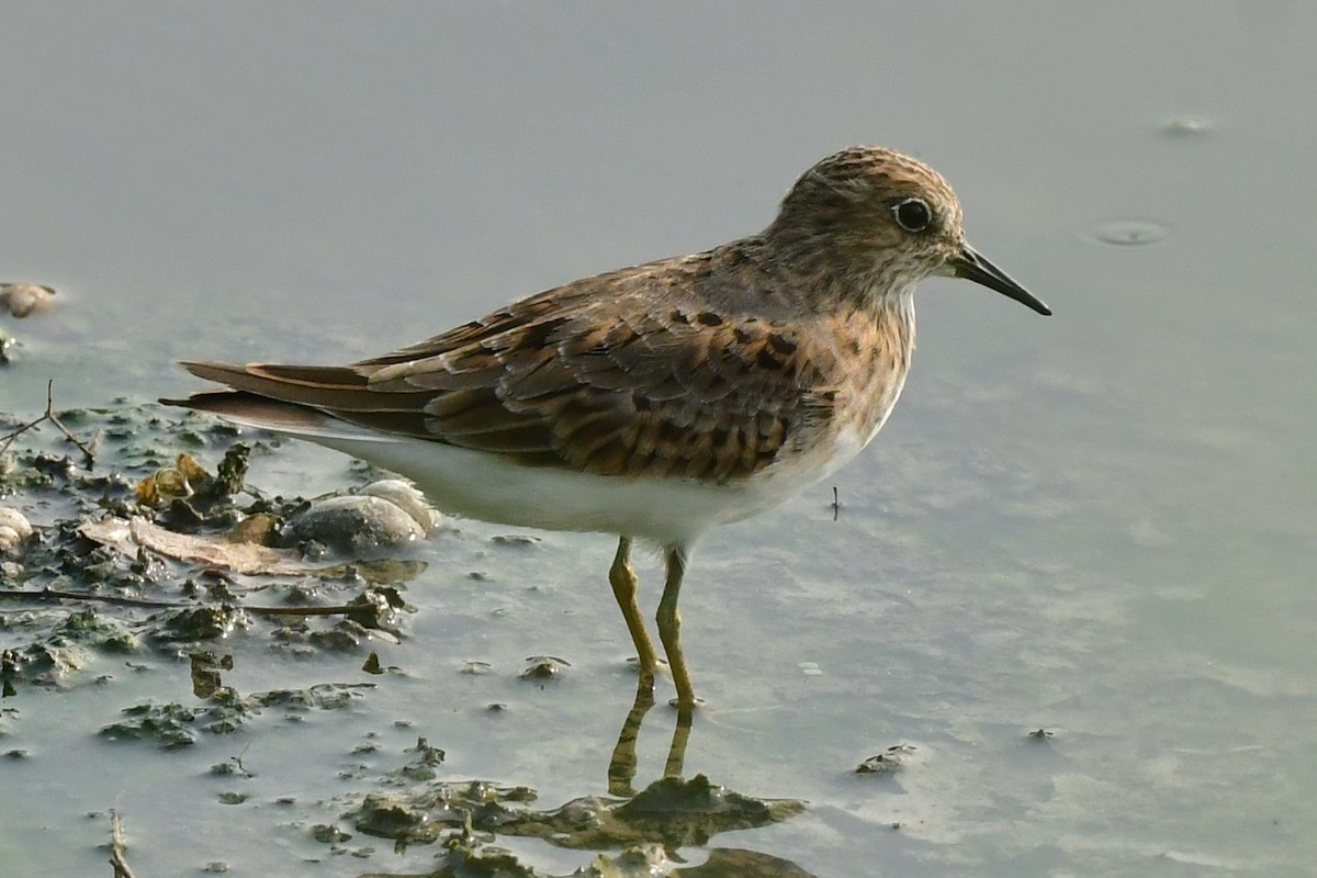 Temminck's Stint - ML657364557