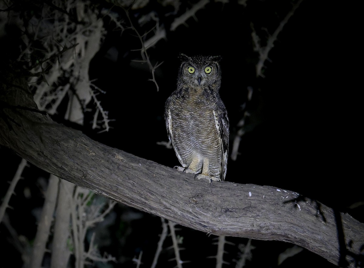 Arabian Eagle-Owl - ML657366501