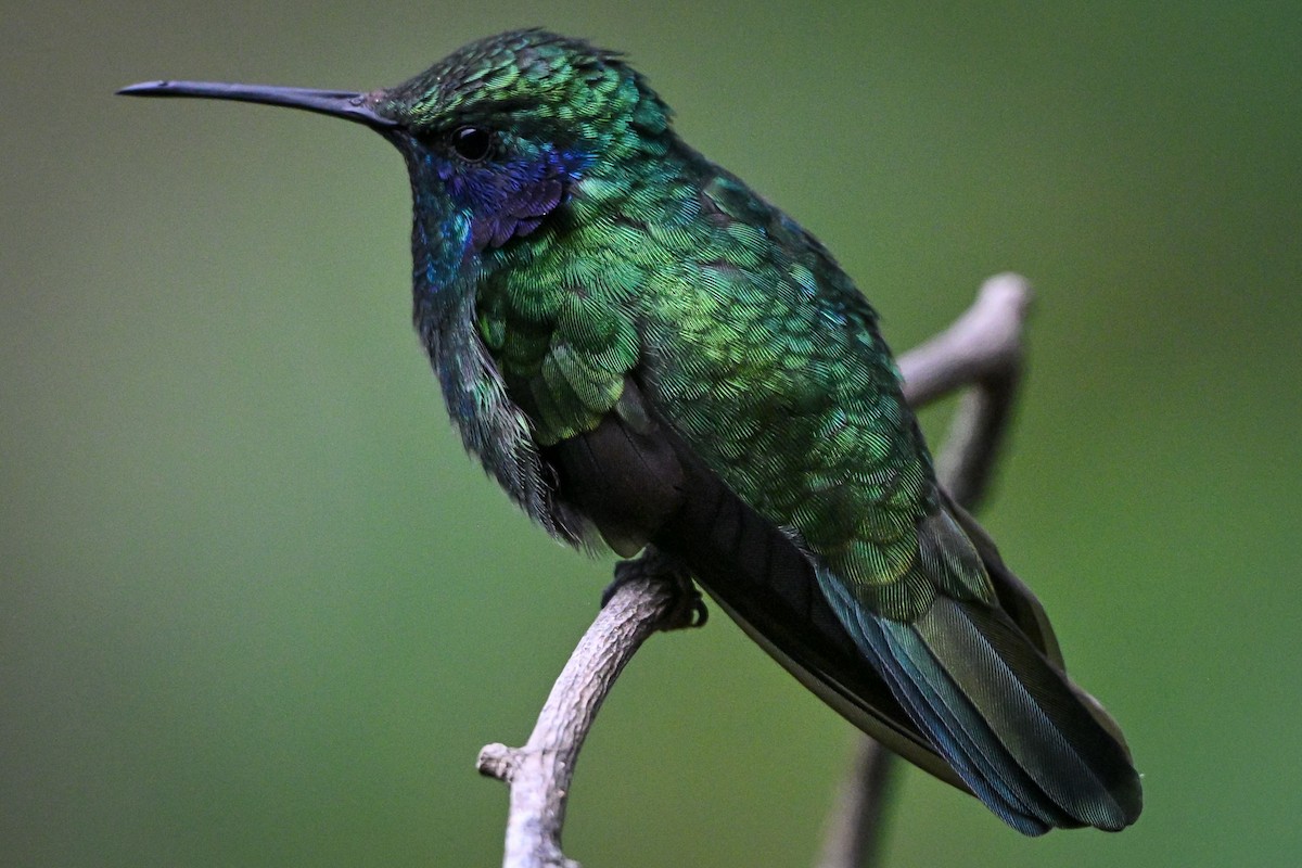 blåørekolibri - ML657367665