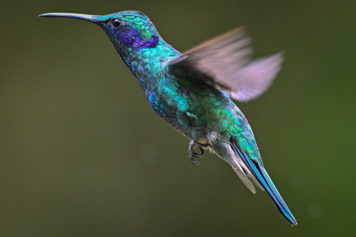 blåørekolibri - ML657367666