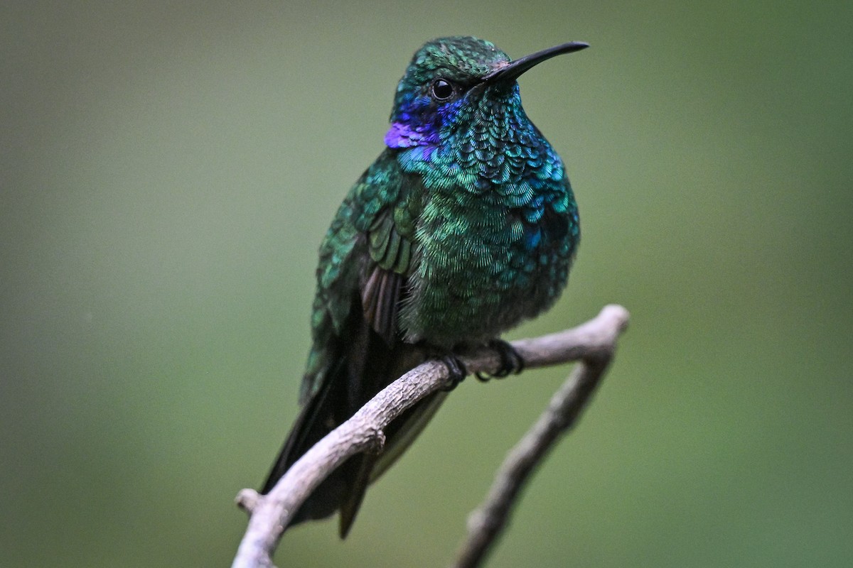 blåørekolibri - ML657367667