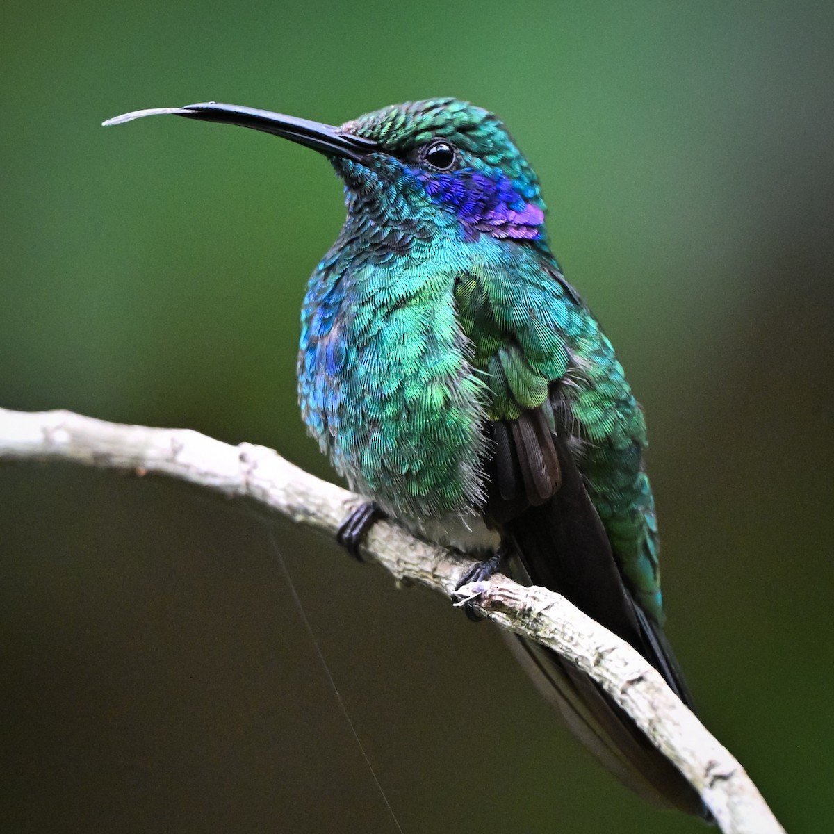 blåørekolibri - ML657367668