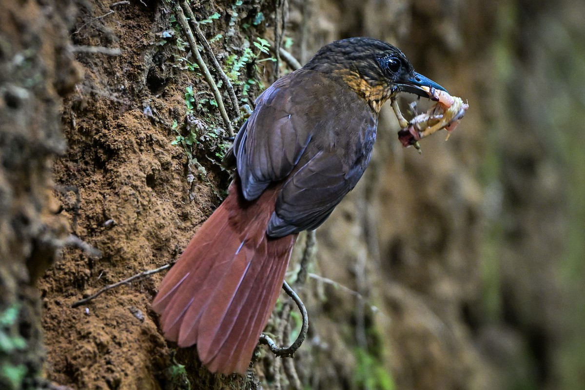 okerstrupetrejeger - ML657367768