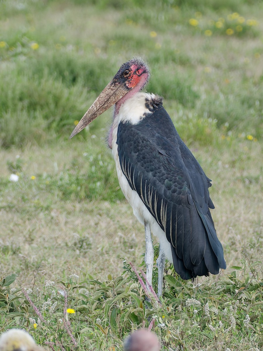 Marabou Stork - ML657368873
