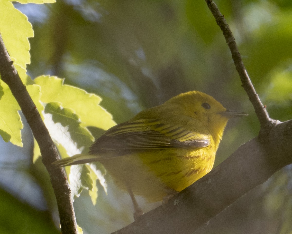 Northern Yellow Warbler - ML657370107