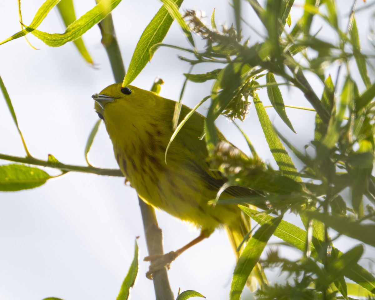 Northern Yellow Warbler - ML657370108