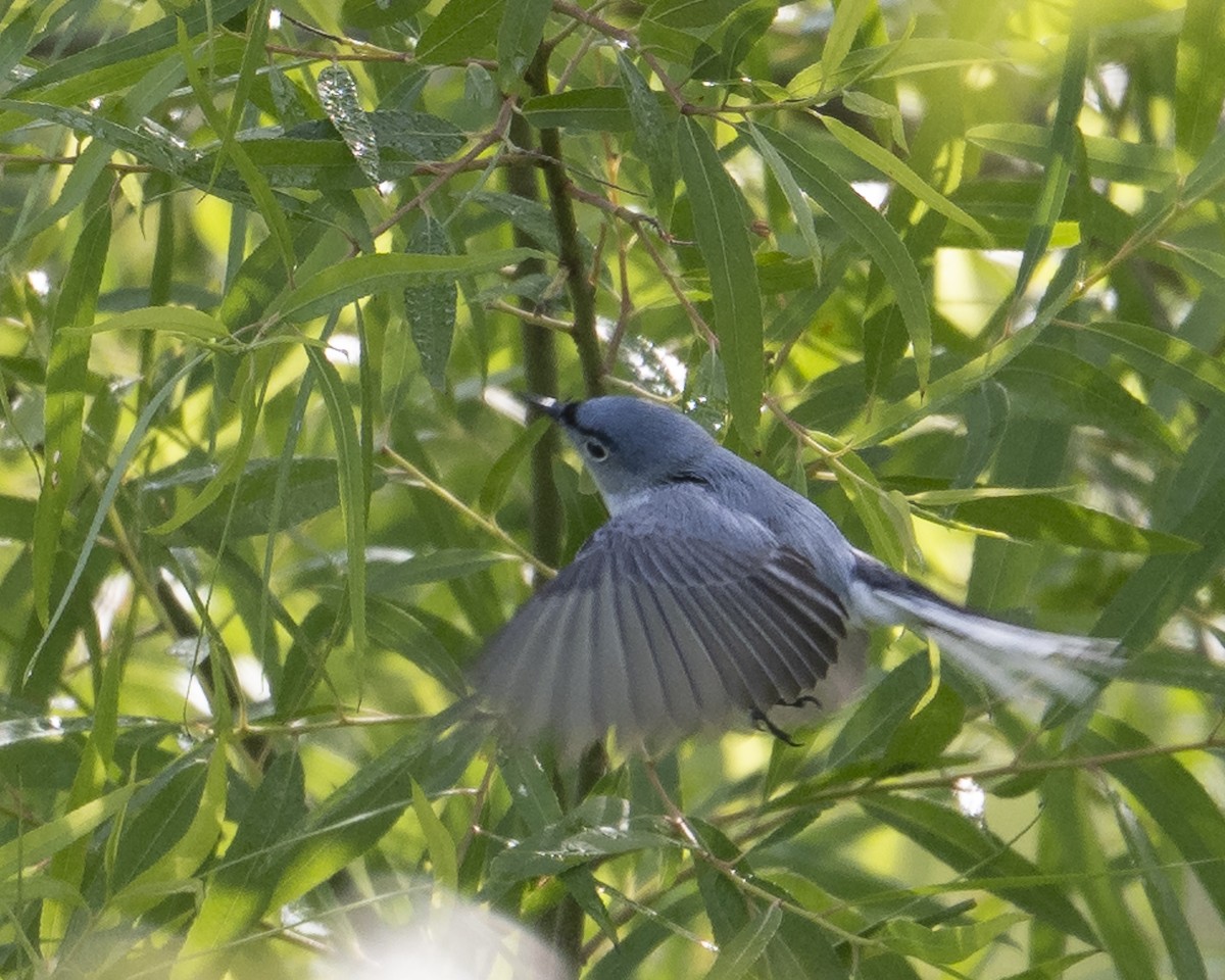 Blue-gray Gnatcatcher - ML657370130