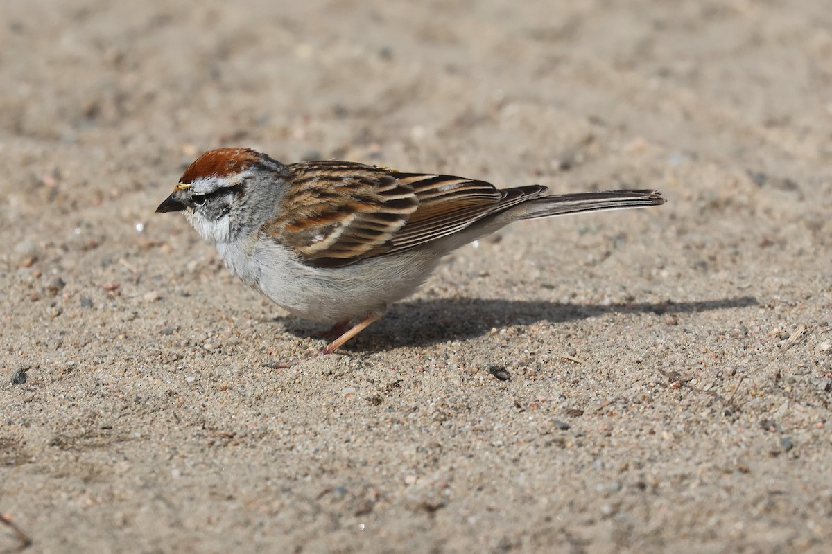 Chipping Sparrow - ML657371954