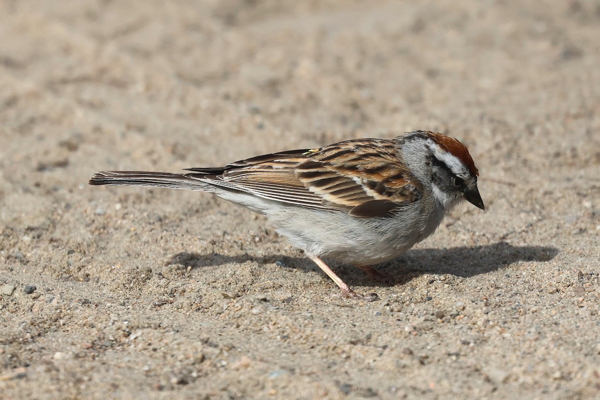Chipping Sparrow - ML657371960