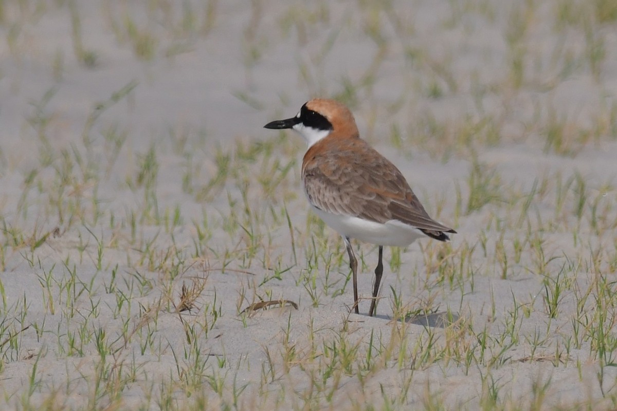 Greater Sand-Plover - ML657373372