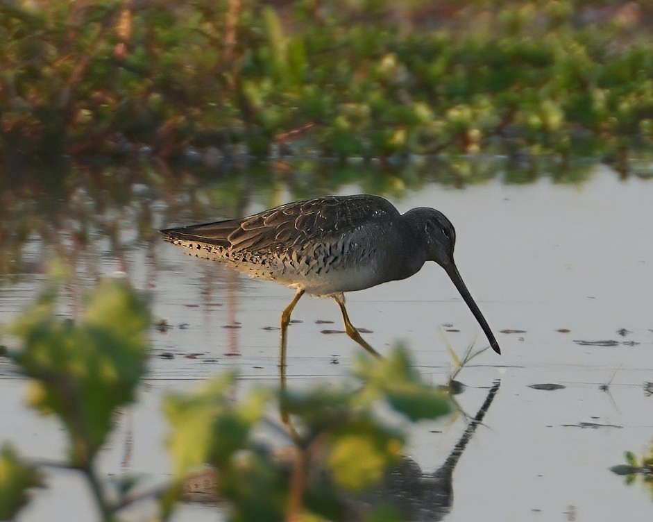 langnebbekkasinsnipe - ML657373466
