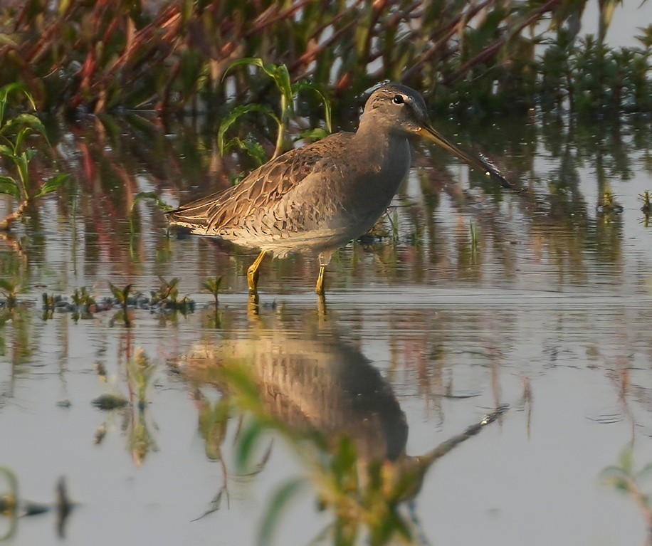 langnebbekkasinsnipe - ML657373467