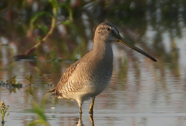 langnebbekkasinsnipe - ML657373468