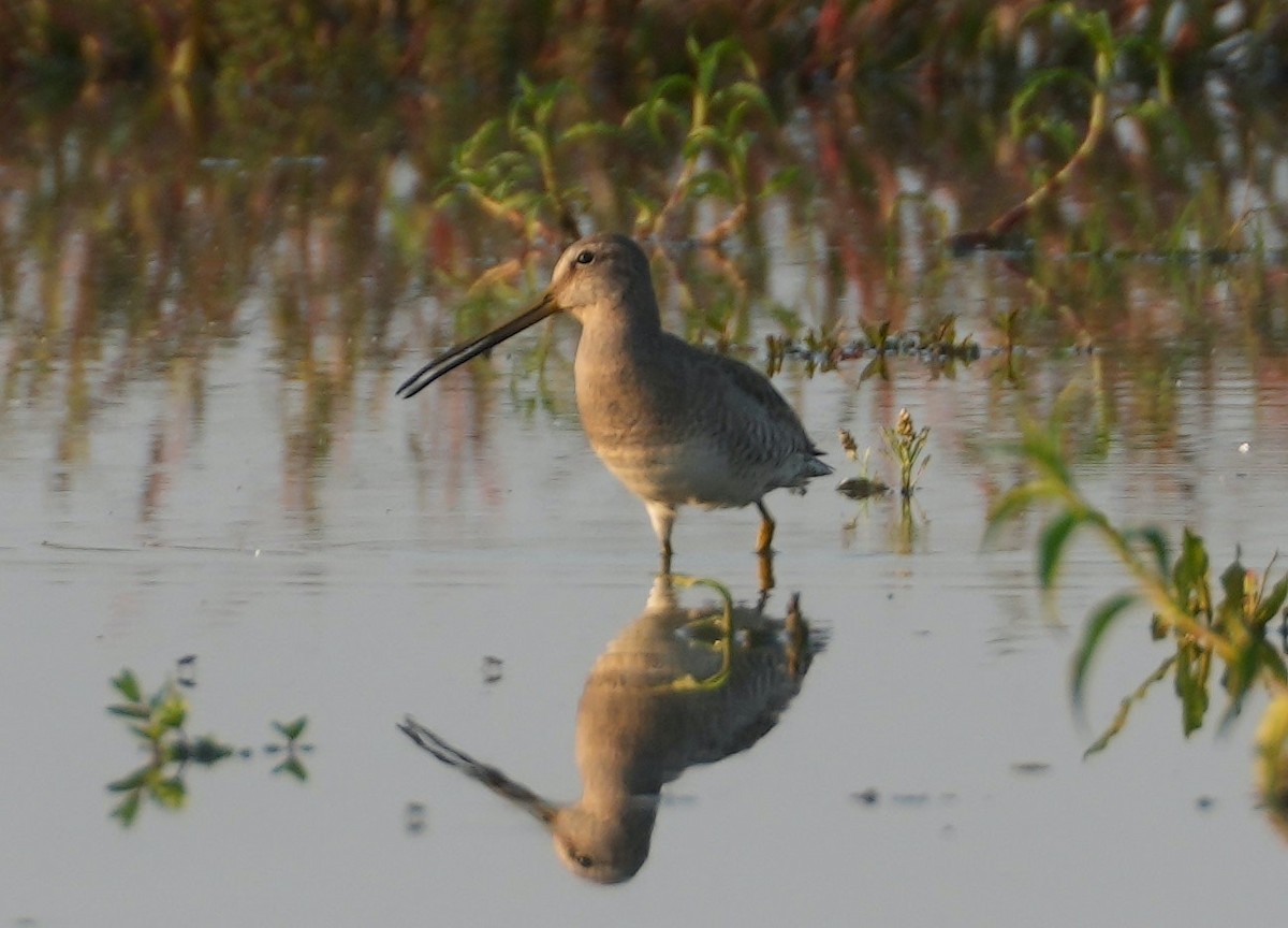 langnebbekkasinsnipe - ML657373469