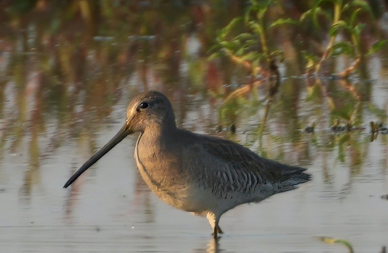 langnebbekkasinsnipe - ML657373470