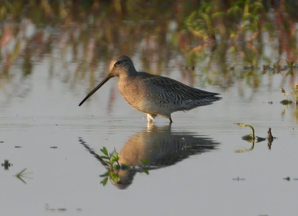 langnebbekkasinsnipe - ML657373471
