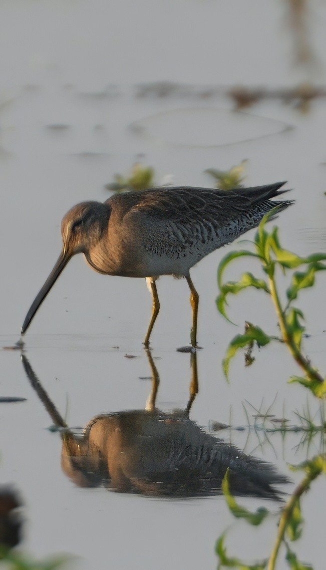 langnebbekkasinsnipe - ML657373472