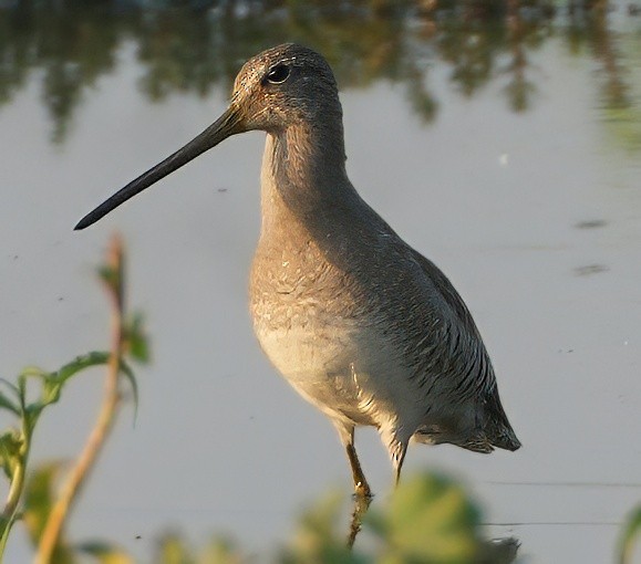 langnebbekkasinsnipe - ML657373473