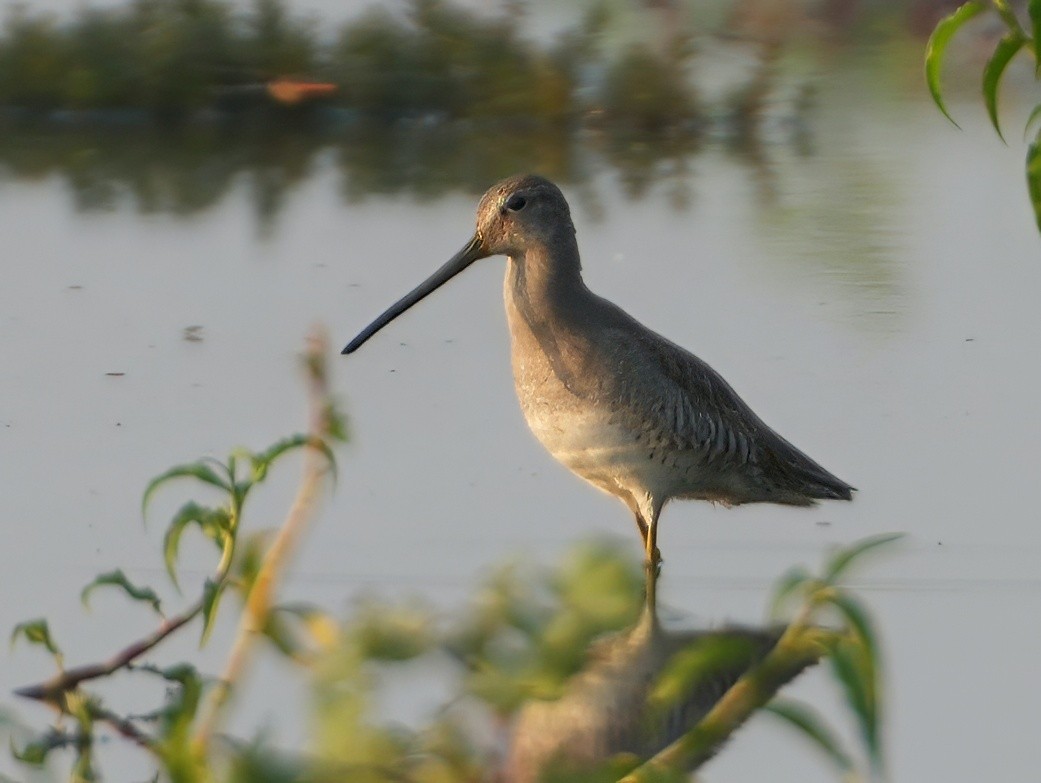langnebbekkasinsnipe - ML657373474