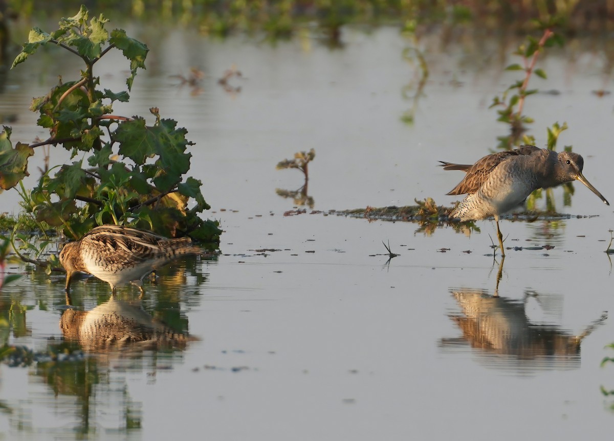 langnebbekkasinsnipe - ML657373475