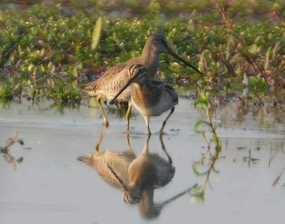 langnebbekkasinsnipe - ML657373476