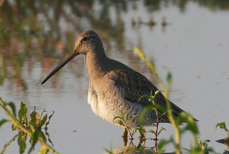 langnebbekkasinsnipe - ML657373477