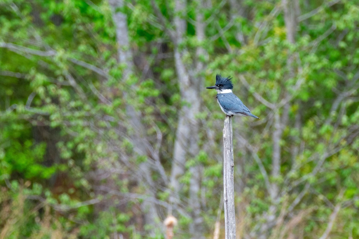 Belted Kingfisher - ML657374052