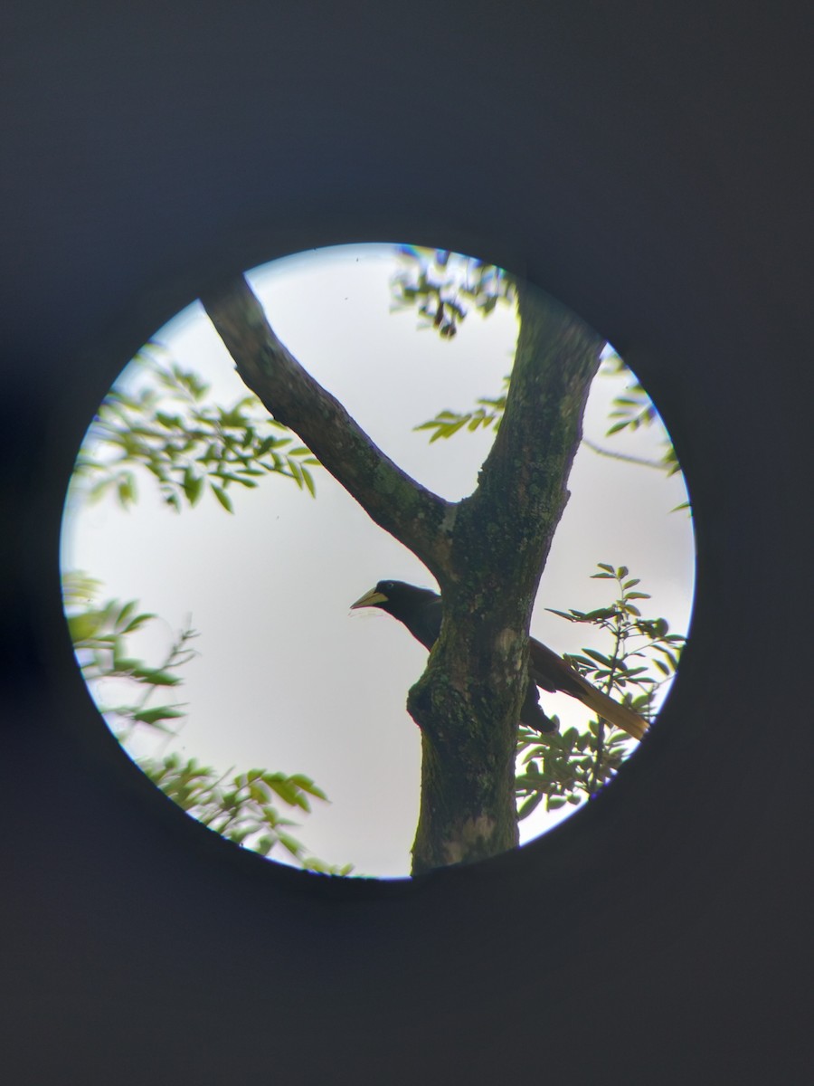 Crested Oropendola - ML657374332