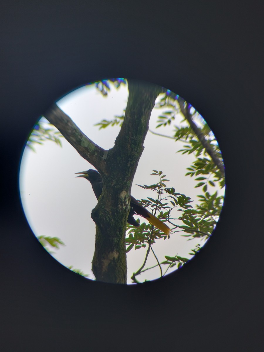 Crested Oropendola - ML657374333