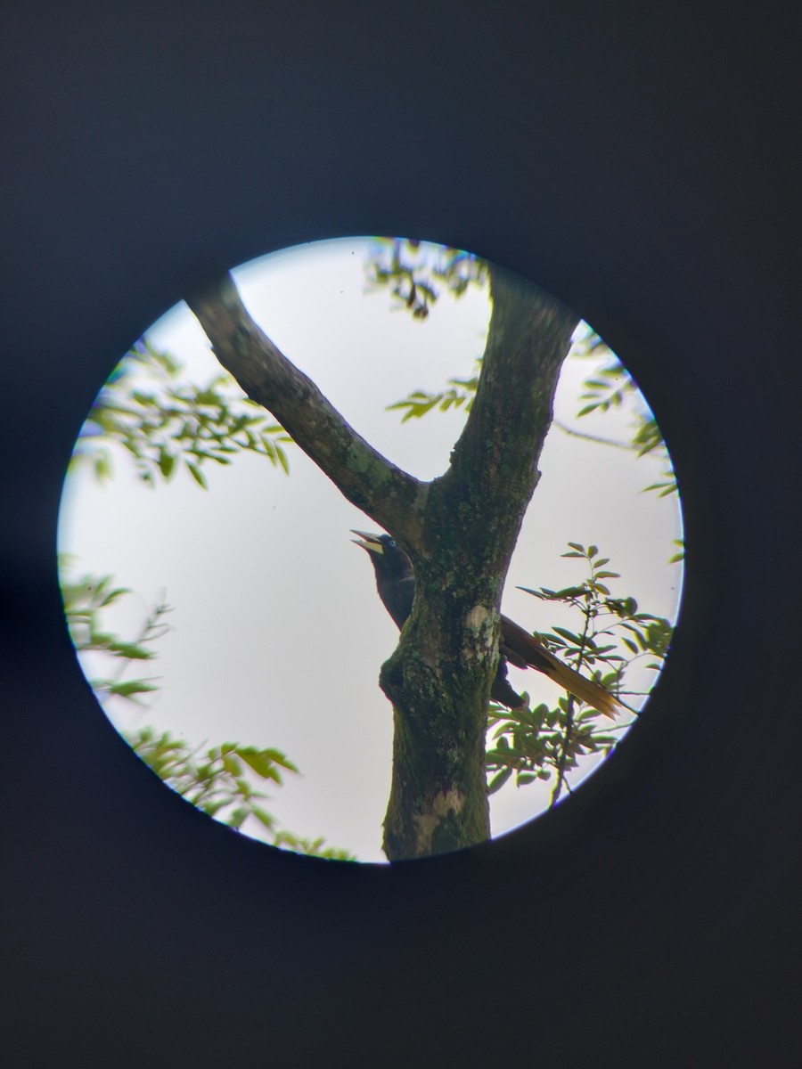 Crested Oropendola - ML657374335
