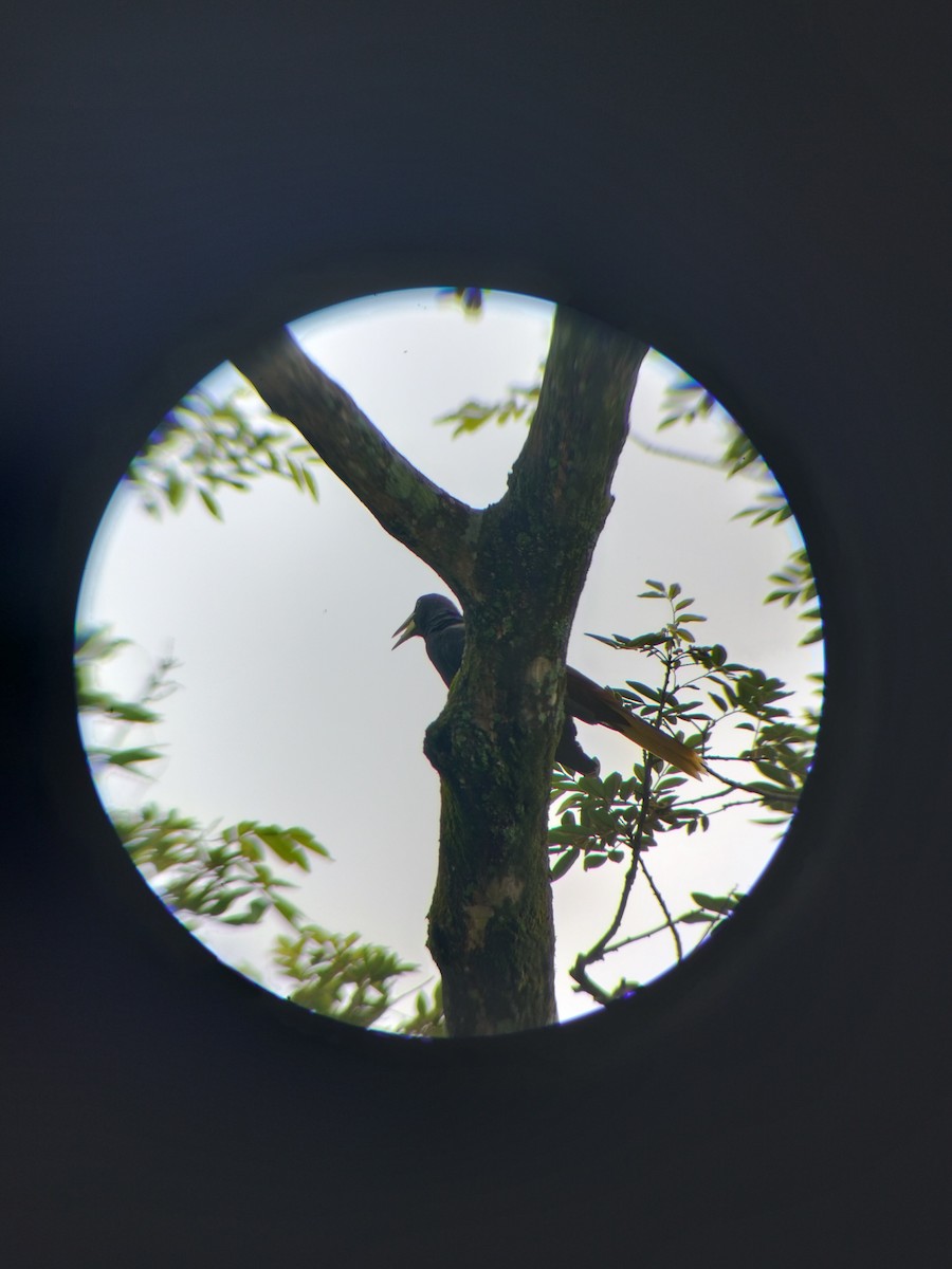 Crested Oropendola - ML657374336