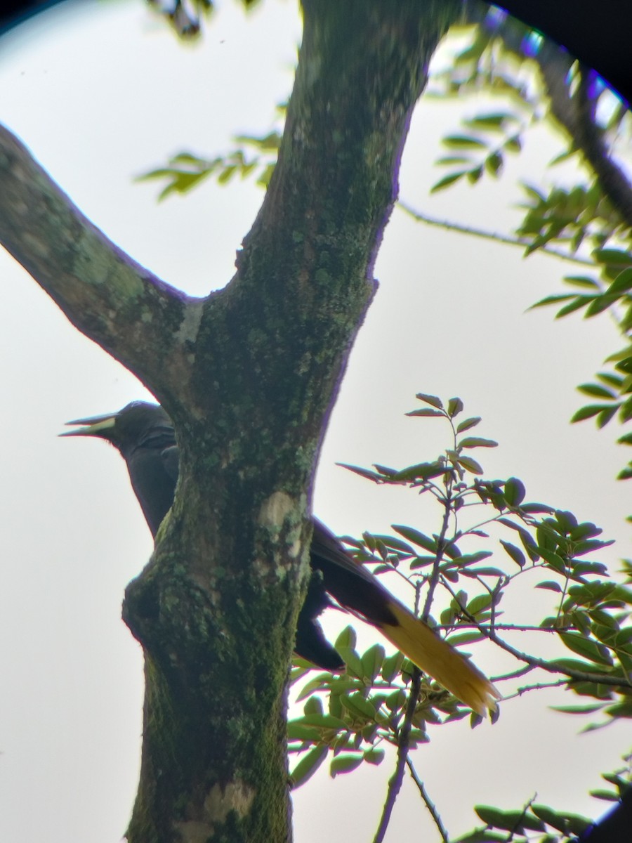 Crested Oropendola - ML657374337