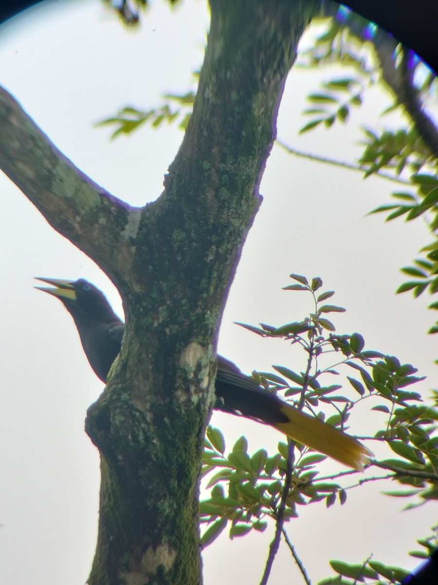 Crested Oropendola - ML657374338