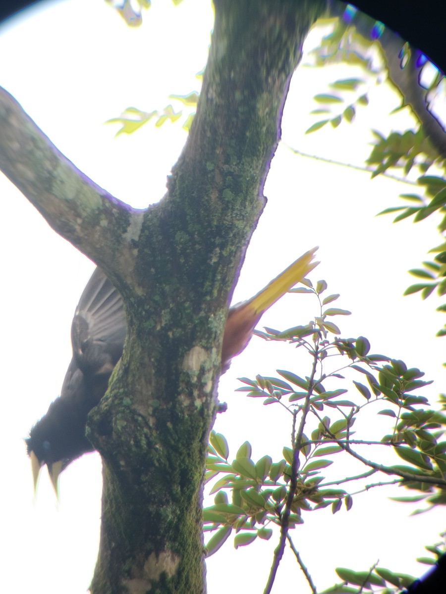 Crested Oropendola - ML657374339
