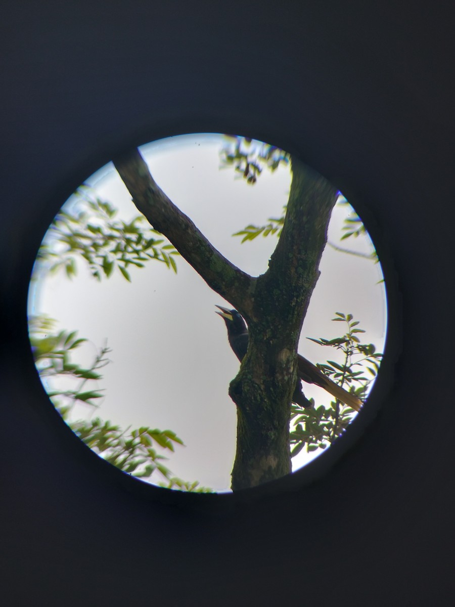 Crested Oropendola - ML657374340