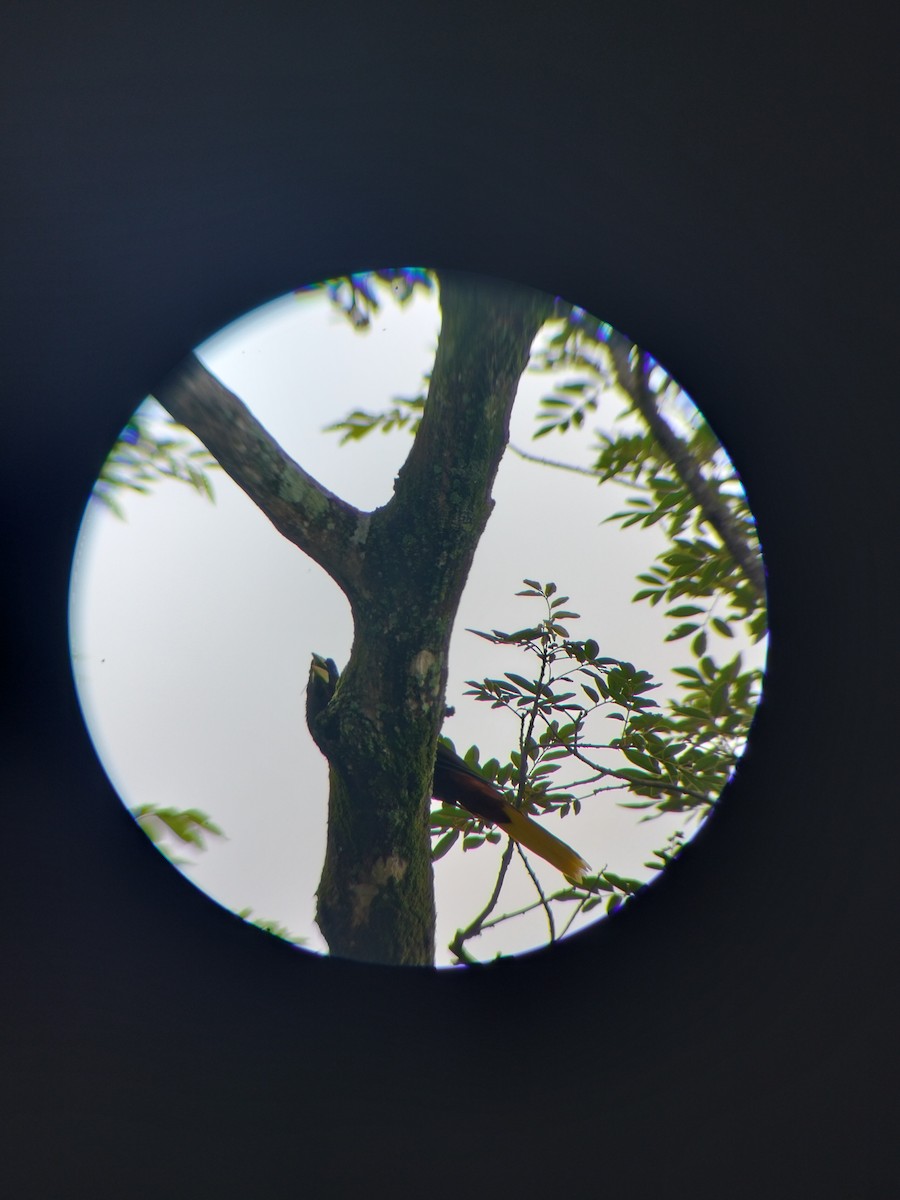 Crested Oropendola - ML657374341