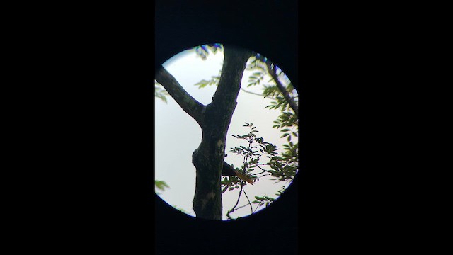 Crested Oropendola - ML657374344