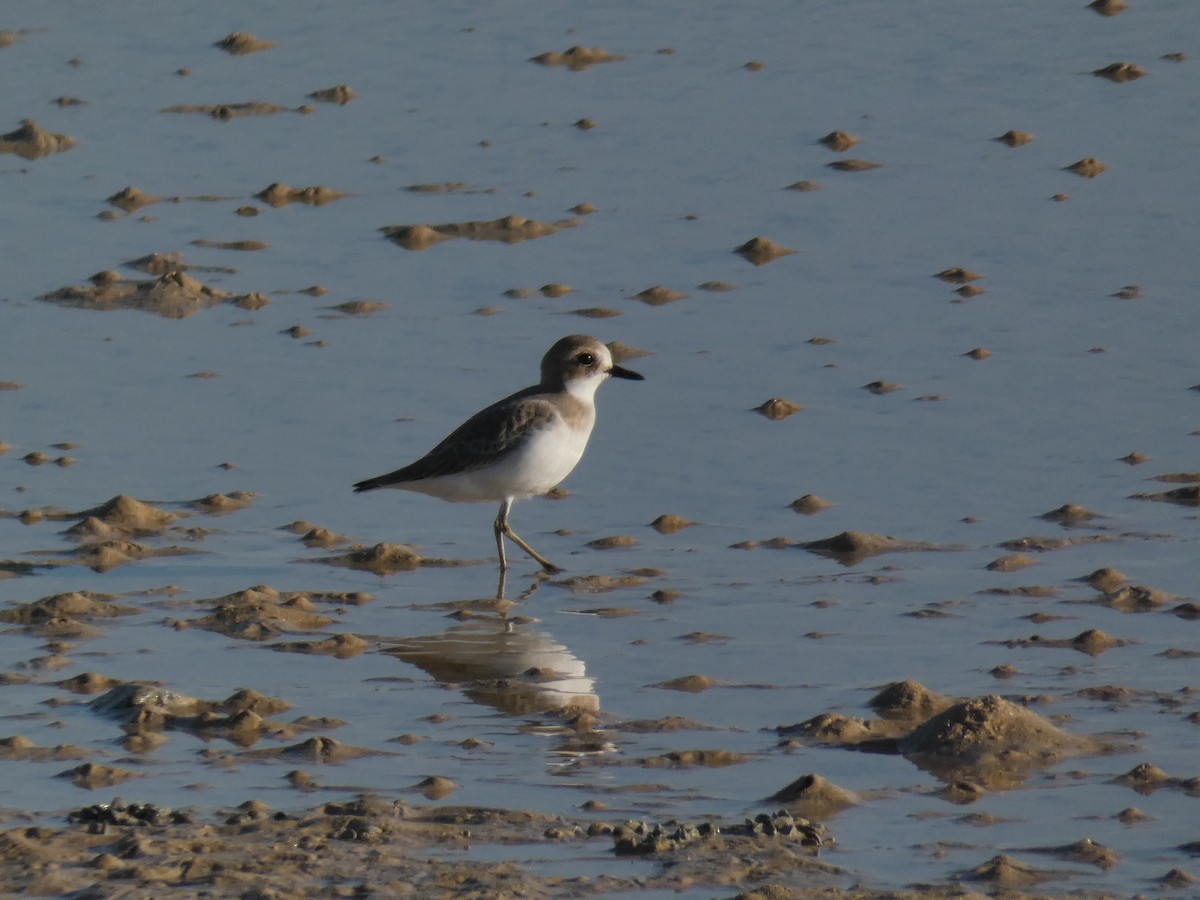 Greater Sand-Plover - ML657374376