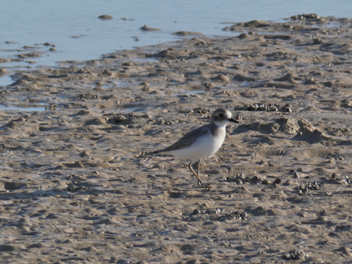 Greater Sand-Plover - ML657374388