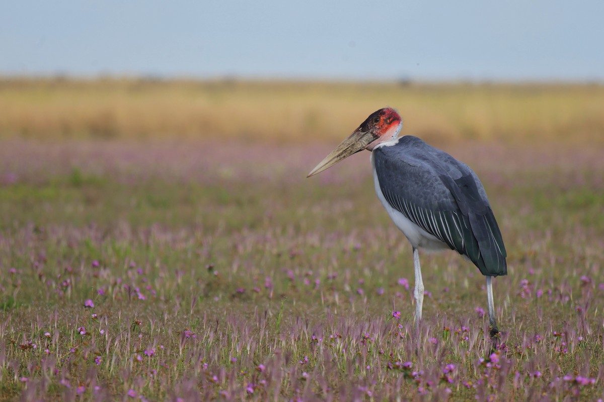 Marabou Stork - ML657376123