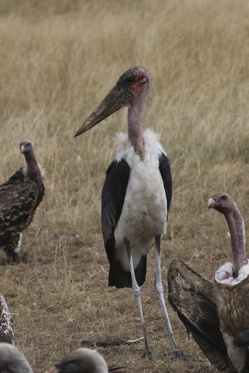 Marabou Stork - ML657376196