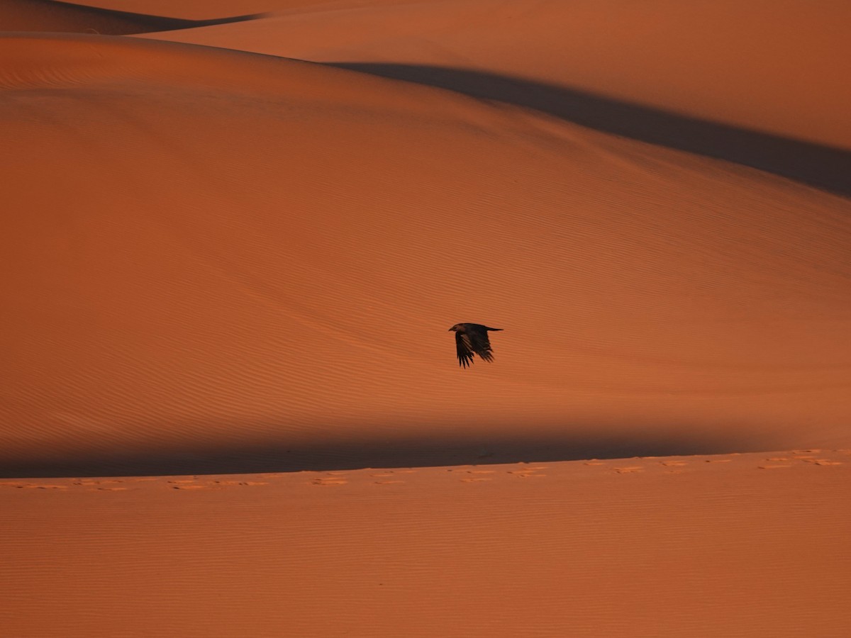 Brown-necked Raven - ML657376965