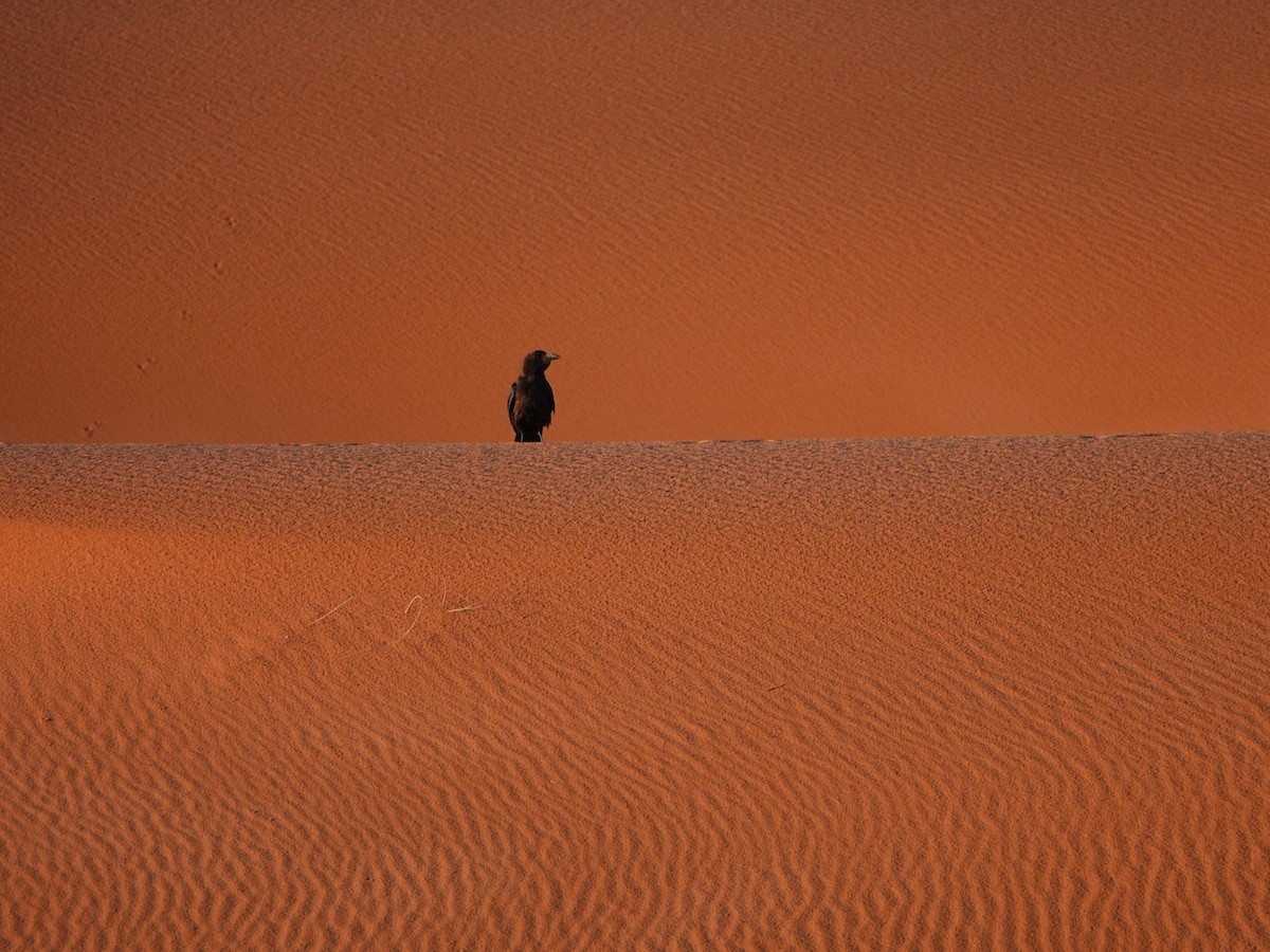 Brown-necked Raven - ML657376967