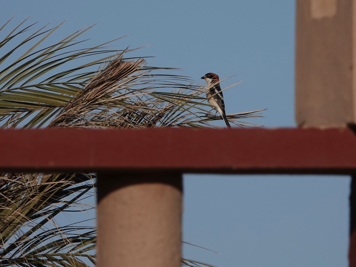 Woodchat Shrike - ML657376976