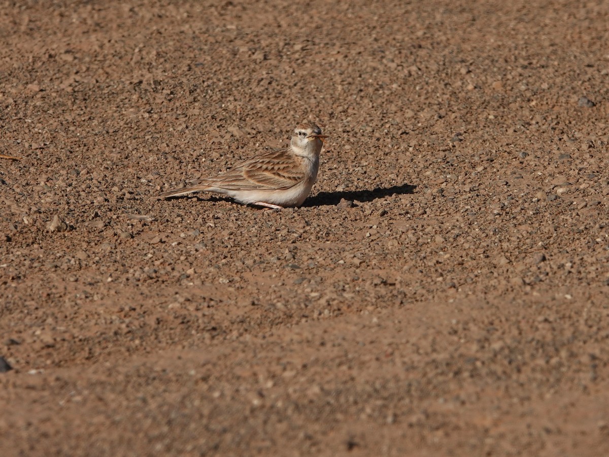 Greater Short-toed Lark - ML657376991